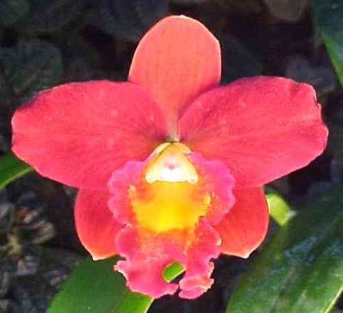 Sophrolaeliocattleya Tiny Titan 